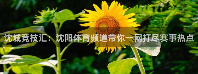 看球吧下载：沈城竞技汇：沈阳体育频道带你一网打尽赛事热点